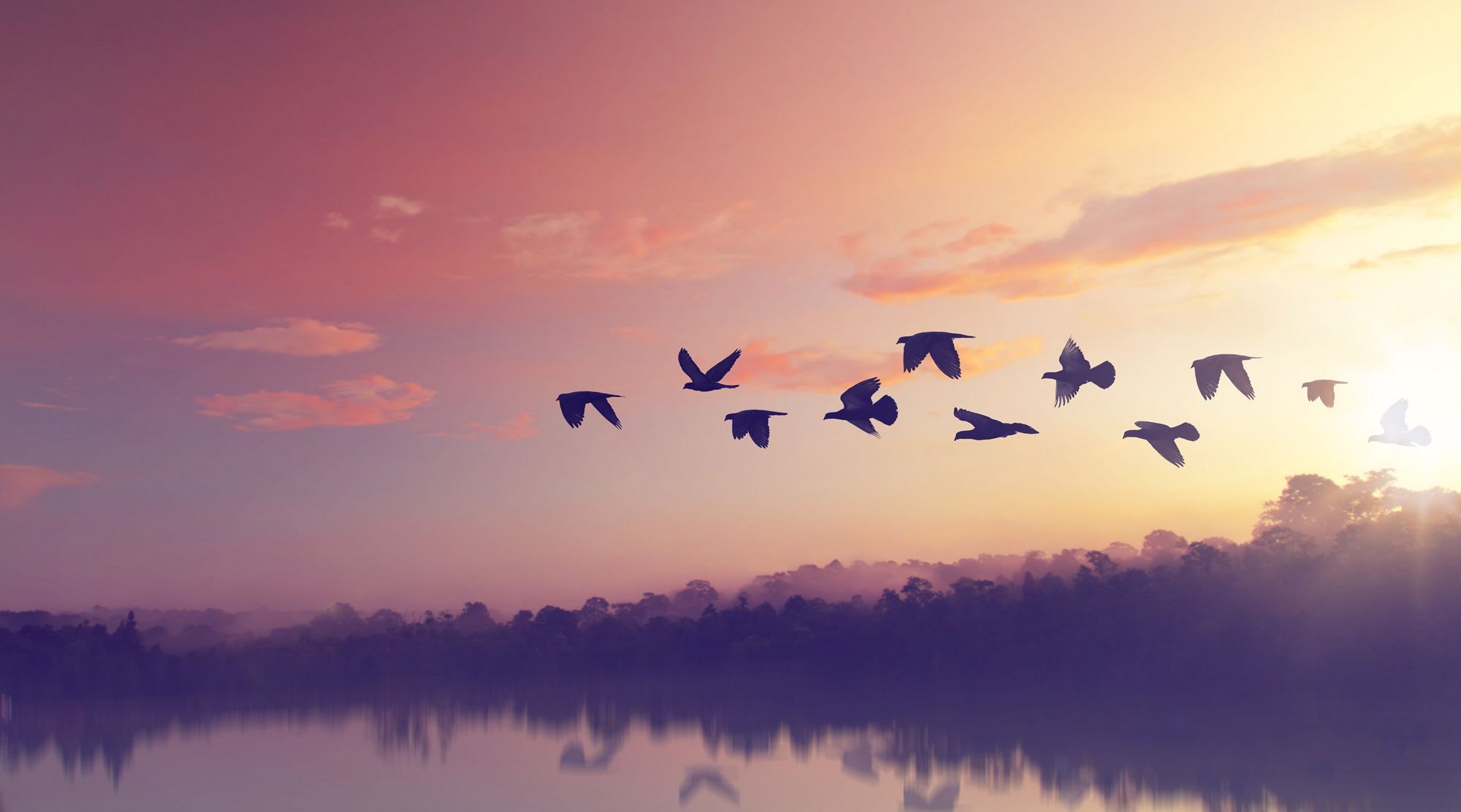 birds flying 